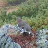 黒部源流域を巡る　３日目　～三俣山荘から鷲羽・水晶を経て雲ノ平山荘まで～