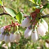 ブルーベリー（blueberry）の花