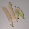 こぼれ種の豌豆から採種