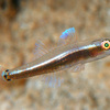  No.102 ミツボシガラスハゼ (Minysicia caudimaculata)