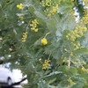 ミモザ開花