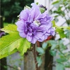 また咲き出しました♡紫玉