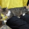 島猫TNR＝石垣島のノラ猫へ不妊手術。338匹目、339匹目、😺