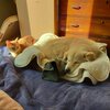 珍しいツーショット
