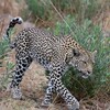 ヒョウ(Leopard)