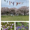 お花見🌸