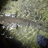 ビワコオオナマズチャレンジ パート2 小さな瀬の中で飛び出した魚は、、、