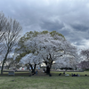 武蔵国分寺跡の桜　東京都国分寺市西元町