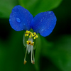 ツユクサ:露草　鴨頭草　月草　鴨跖草　碧嬋花