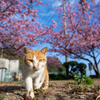 隣市南漁港のねこさん