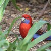 アカクサインコ(Crimson Rosella)など