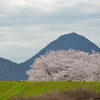 野洲川堤の春