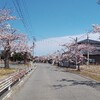 夜ノ森の桜