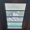 危険と自由が背中合わせの野良猫生活。ヒマワリにカナブン（コガネムシ）。