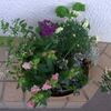 大晦日の新しい寄せ植え鉢-L