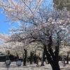 お花見、浜町川緑道～靖国神社