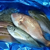 マダイや尺超えアジなど天然の鮮魚が激安価格・・・だと！？ / 愛媛県愛南町の漁協から届いた玉手箱を開けたら鮮魚祭りに発展した話