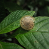 雨あがりにカタツムリを見に