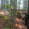 シベリア熱波：山火事、嵐･洪水災害、シロクマ生存危機の元凶！    (BBC-Sci & Env, July 15, 2020)  