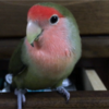 インコあるある［オトン編］の1♪