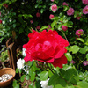 先週開花のバラ