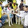 緊張ほぐすもてなし、秋田犬・郷土食出迎え　秋田国体