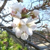 権現堂の桜開花しました