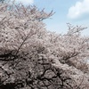 桜は今年もまた～新宿御苑2008