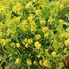 ★★これは何の菜の花なのでしょうか、満開で〜す★★