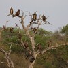 アフリカハゲコウ(Marabou Stork)、ミスジチドリ(Three-banded Plover)