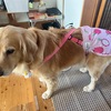 犬のヒート対策～マナーパンツ～