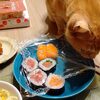 食の恨みは恐ろしい？猫のトムさんが猛抗議！？