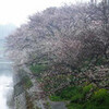 岡崎公園の桜と家康館