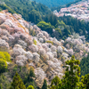 日本一の桜スポット。吉野山の中千本、上千本が満開。桜本坊の釈尊降誕会甘茶法要とか大護摩法要とか