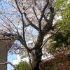 わが家の桜、多摩川の桜