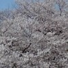 上野の桜満開