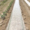 トウモロコシの成長と土壌の殺菌