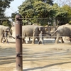 しつこく今年も目指しますよコンプリート！　～②上野動物園　その２