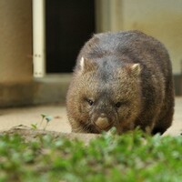 ウォンバットのいる動物園は ウォンバット飼育展示動物園と個体情報まとめ アリエスコム Ariescom ウォンバットのいる動物園は ウォンバット飼育展示動物園と個体情報まとめ アリエスコム Ariescom