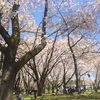 【山形県・山形市】満開！『霞城公園』でお花見をしてきました(*^^*)