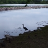 白鳥のための白鳥の湖。