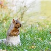 【秋×動物】カナダの街中の紅葉。公園で幼児同士の交流