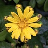 ツワブキ、ユリオプスデージー、マーガレットコスモスの黄色い花
