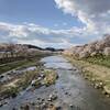【2023年桜】福島県夏井千本桜を見に行ってきました！！
