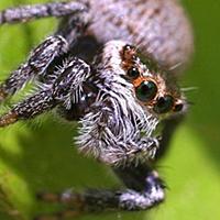 ハエトリグモとは 動植物の人気 最新記事を集めました はてな ハエトリグモとは 動植物の人気 最新記事を集めました はてな