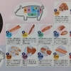 豚肉と鶏肉の部位