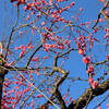 紅梅咲く
