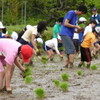 生雲小学校、学校田の田植え