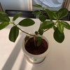 すくすく成長してます