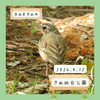 きぬ総合公園（常総市）｜ビンズイ、モズの幼鳥、カワセミなど【4月】